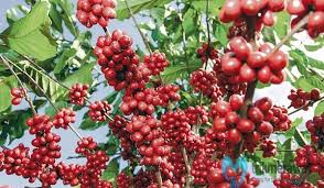 Jika kamu tak bisa memberikan tanaman cahaya matahari langsung, kamu bisa menggunakan beberapa jenis pencahayaan tanaman buatan selama 14 hingga 18 jam setiap hari. Cara Merawat Kopi Agar Berbuah Lebat Hasil Melimpah Trikmerawat Com