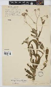 Image result for Erlangea