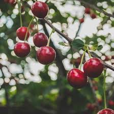 We did not find results for: How To Plant And Care For New Fruit Trees Mother Earth News In 2021 Growing Cherry Trees Patio Fruit Trees Fruit Trees
