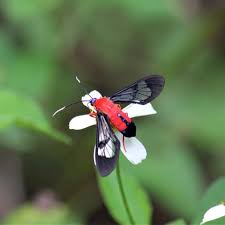 It is found in the united states in florida and from south carolina to texas. Scarlet Bodied Wasp Moth Cosmosoma Myrodora Dyar 1907 Butterflies And Moths Of North America