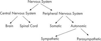 The central system is the primary command center for the body. The Nervous System Animal Structure And Function Cracking The Ap Biology Exam