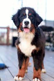 Maybe you would like to learn more about one of these? 13 Best Bernese Mountain Dog Rescue Ideas Bernese Mountain Dog Mountain Dogs Bernese Mountain