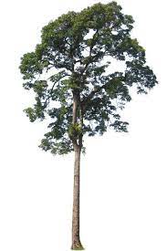 Texture Png Tall Tropical Tree Tree Photoshop Tree Psd Tropical Tree