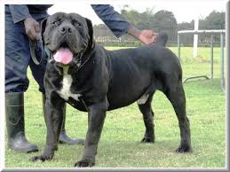 Black Boerboel Puppies For Sale In Bloemfontein South African Boerboel Mastiff Janieka Swartkat African Boerboel Large Dog Breeds Dogs