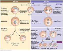 3 Mitosis Level 5 Nurse 514 Mitosis Meiosis Mitosis Meiosis