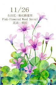 每日一花11 2 haru hello flower art painting floral watercolor flower painting