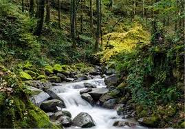 عکس/جنگل های جمشید آباد در سوادکوه- اخبار رسانه ها تسنیم | Tasnim