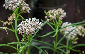 California working lands free seed program. Milkweed San Diego Zoo Animals Plants