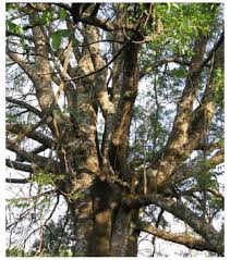 Image result for Ekebergia capensis