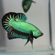 Green Beta Betta Fish Pet Fish Betta