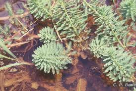 Image result for Laurembergia repens