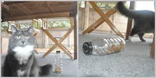 As much as we love to spoil our dogs and cats with toys, treats, and even fancy rain gear, the easy life of a domesticated pet can have its downfalls — especially when it. One Editor Two Diy Cat Feeder Projects Countless Laughs