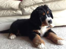 Though males can be dominant, overall this breed is docile and should never be treated harshly. Bernese Mountain Dog Puppy For Sale In Grand Rapids Michigan Classified Americanlisted Com