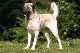 They are a breed intended for flock guarding, but this is not to be confused with herding. Anatolian Shepherd Puppies For Sale From Reputable Dog Breeders