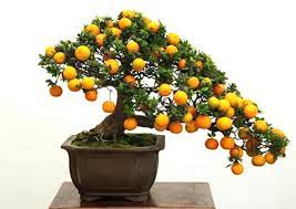 This video explores many bonsai fruit trees that are bonsai trees for beginners to explore and add to their collections. A Guide To Growing Bonsai Fruit Trees