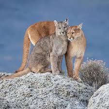 A Female Patagonian Puma With One Of Her Three Grown Cubs On The Fringes Of Torres Del Paine Chile Pumas Usually Stay Animals Beautiful Animals Wild Animals
