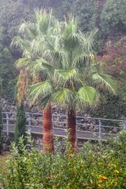 Image result for Raphia ruwenzorica