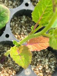 Image result for Crambe hispanica