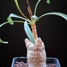 Image result for Euphorbia memoralis