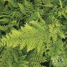 Sommersaison in den gärten ab 1. 18 Ideeen Over Polystichum Naaldvaren Planten Tuin Varens