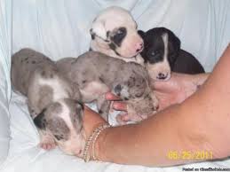 Maybe you would like to learn more about one of these? Great Dane Puppies Price 800 For Sale In Bedford Indiana Best Pets Online