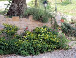 4 o'clock flowers in containers. Four O Clock Flower Living In Italy