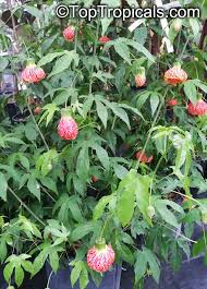 Image result for Abutilon sp.no.1