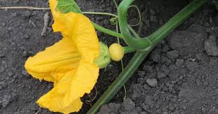 Maybe you would like to learn more about one of these? Saving Seed Of Pumpkins Squash Cucumbers Melons And Gourds