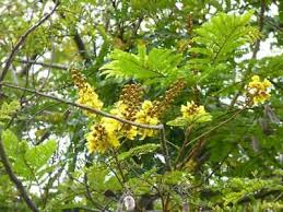 Image result for Acacia eriocarpa