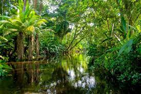 I'll remove it from under bananas before building a plantation, and cocoa too. Africa S Rainforests Are Different Why It Matters That They Re Protected