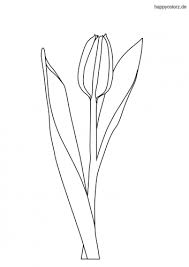 Tulpe Malvorlage Kostenlos Tulpen Ausmalbilder