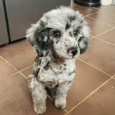 Merle Poodles 11 Things You Should Know Before Buying Or Adopting Ned Hardy