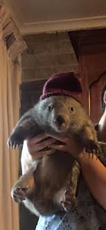 Facebook Baby Animals Cute Animals Animals Beautiful