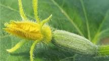 Image result for Tetranychidae grapevine