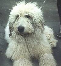 The mioritic shepherd dog was selected out of a natural breed that exists in the carpathians, the main reason being its utility. Romanian Mioritic Shepherd Dog Dog Breed Information And Pictures