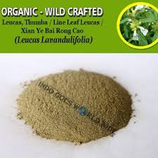 Image result for Leucas capensis