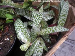 Image result for Ledebouria floribunda