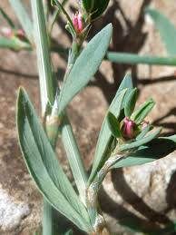 Image result for Polygonum aviculare