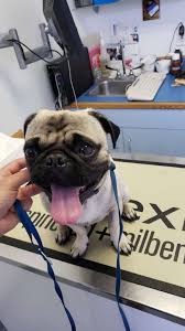 Our veterinarians understand that each pet and each owner requires individualized attention, and that the results are what. Marina Animal Hospital 3611 W 5th St Ste H Oxnard Ca 93030 Usa