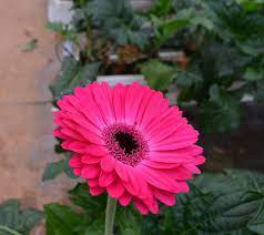 My Day At A Gerbera Daisy Farm
