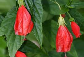 Check spelling or type a new query. Top North Texas Perennial Flowers Ryno Lawn Care Llc