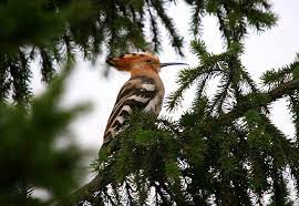 Maybe you would like to learn more about one of these? Udod Podrobnaya Informaciya Golosa I Fotografii Ptic