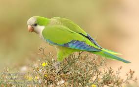 Image result for Monanthotaxis poggei