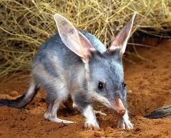 images of a bilby google search australia animals australian native animals rare animals