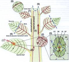 Intercellular transport via plasmodesmata controls cell fate decisions in plants, and is of fundamental importance in viral movement, disease resistance, and the spread of rnai signals. Plasmodesmata An Overview Sciencedirect Topics