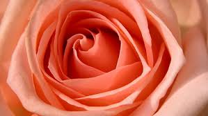 Maybe you would like to learn more about one of these? Hd Wallpaper Rose Hdtv 1080p Flowers Wallpaper Flare