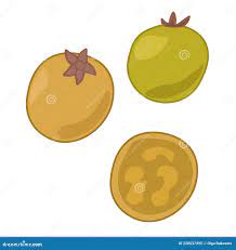 Nanse Whole and Sliced Fruit, Small Juicy Birsonima Berry Stock Vector -  Illustration of birsonima, vector: 228537495