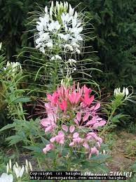 Pin By Jody Hendrickson On Outdoor Cleome Flowers Beautiful Flowers Flowers