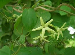 Image result for Telosma