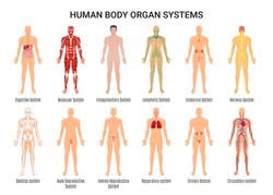 The wikimedia human body diagrams is a collection of images whose main purpose is to provide a way of explaining medical conditions and other phenomena. Chronic Pain Points Painful Areas In The Human Body Free Stock Photo By Jack Moreh On Stockvault Net